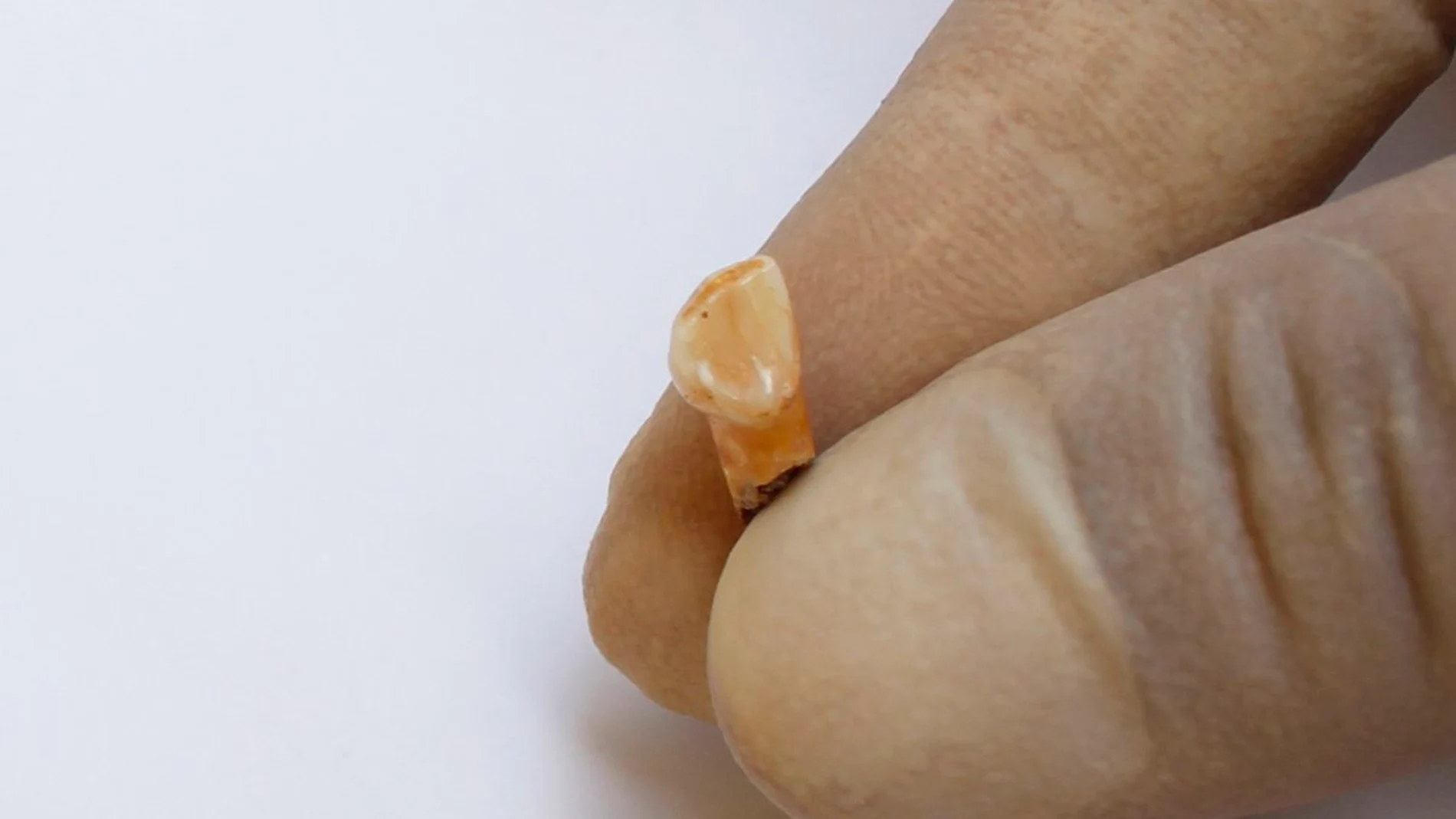 Diente de un niño neandertal que vivió en la Cova de les Teixoneres Diente de un niño neandertal que vivió en la Cova de les Teixoneres