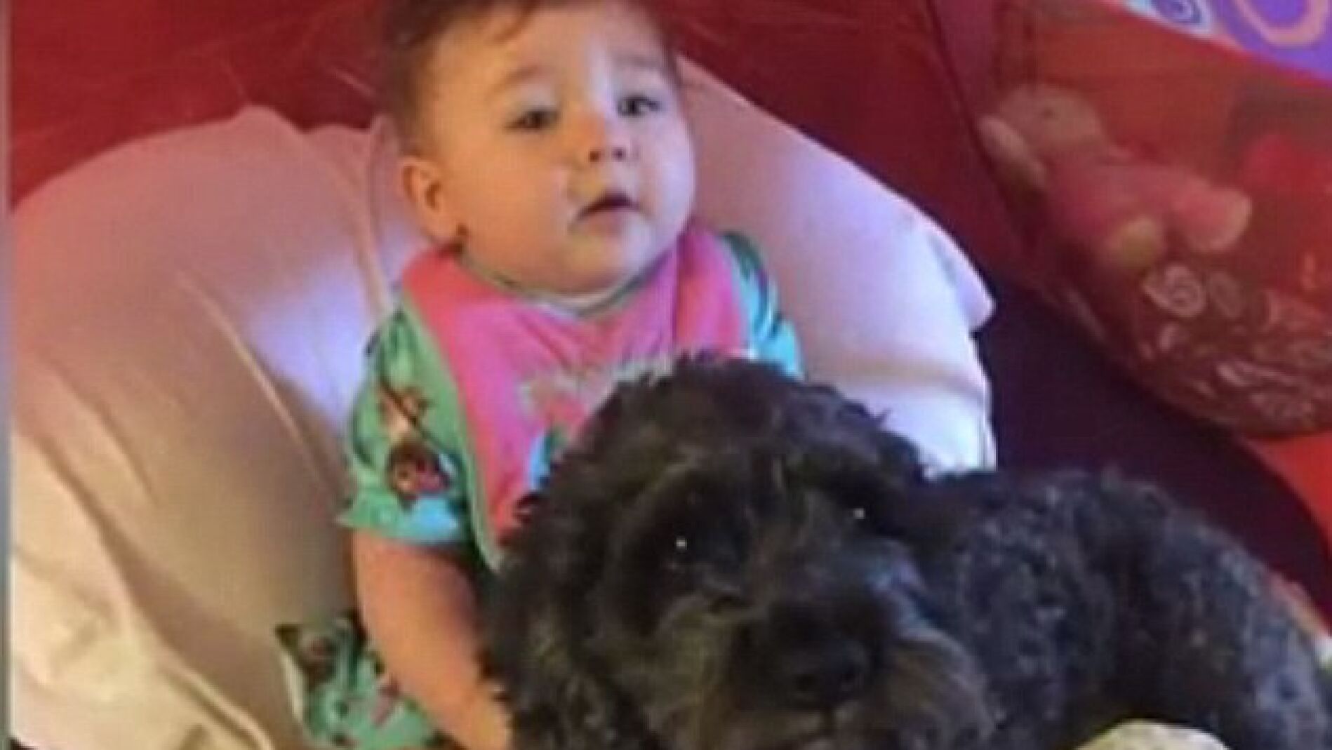 El beb&eacute;, junto a su perro salvador