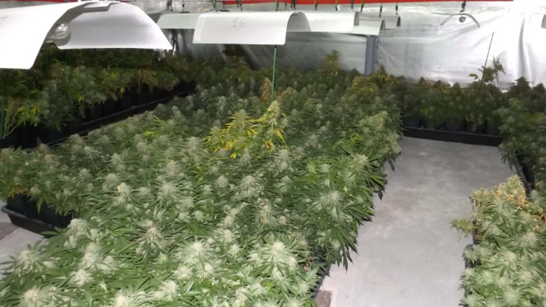 Foto de la plantaci&oacute;n de Marihuana