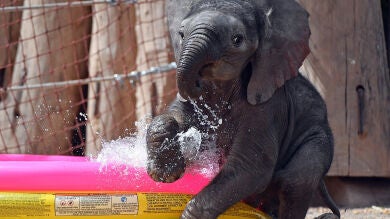 Las mejores instantáneas de la semana de 15 al 21 de agosto de 2016