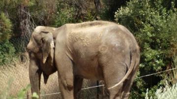 La elefanta 'Dumba'