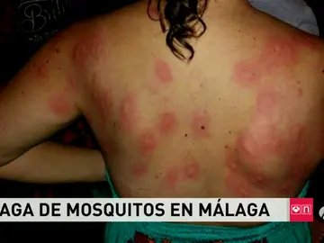 Frame 76.241454 de: mosquitos Frame 76.241454 de: mosquitos