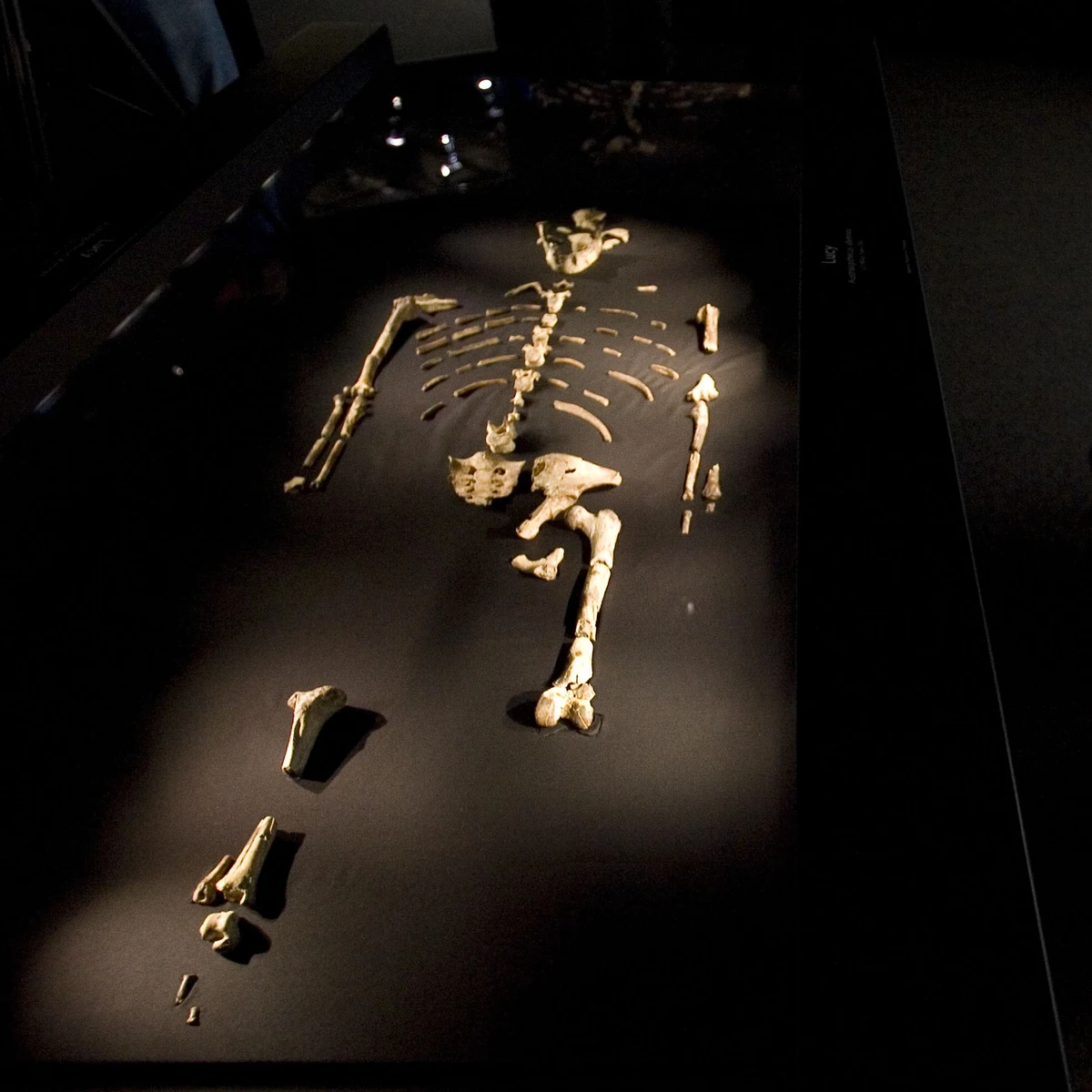 Lucy, el más famoso y antiguo ancestro humano, murió tras caerse de un árbol