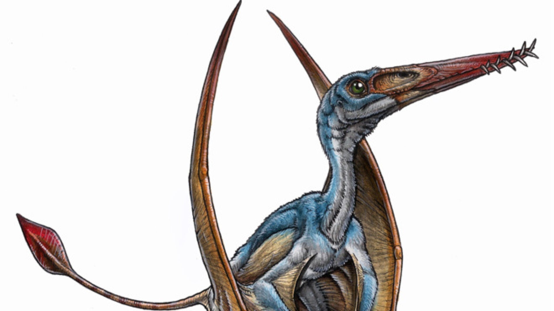 Ilustraci&oacute;n del Allkauren koi.