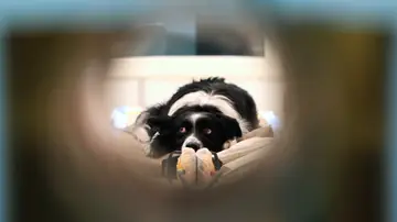 Una prueba más de que la inteligencia animal, en ocasiones, resulta equiparable a la humana Una prueba más de que la inteligencia animal, en ocasiones, resulta equiparable a la humana