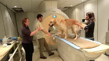 Los investigadores utilizaron resonancia magnética funcional Los investigadores utilizaron resonancia magnética funcional