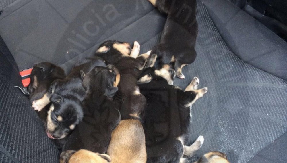 Cachorros rescatados por la policía