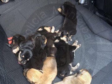 Cachorros rescatados por la policía