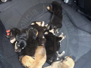Cachorros rescatados por la policía Cachorros rescatados por la policía