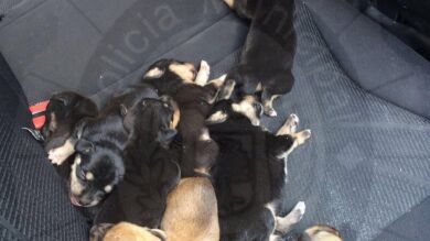 La policía de Vendrell salva a unos cachorros de un contenedor de basura