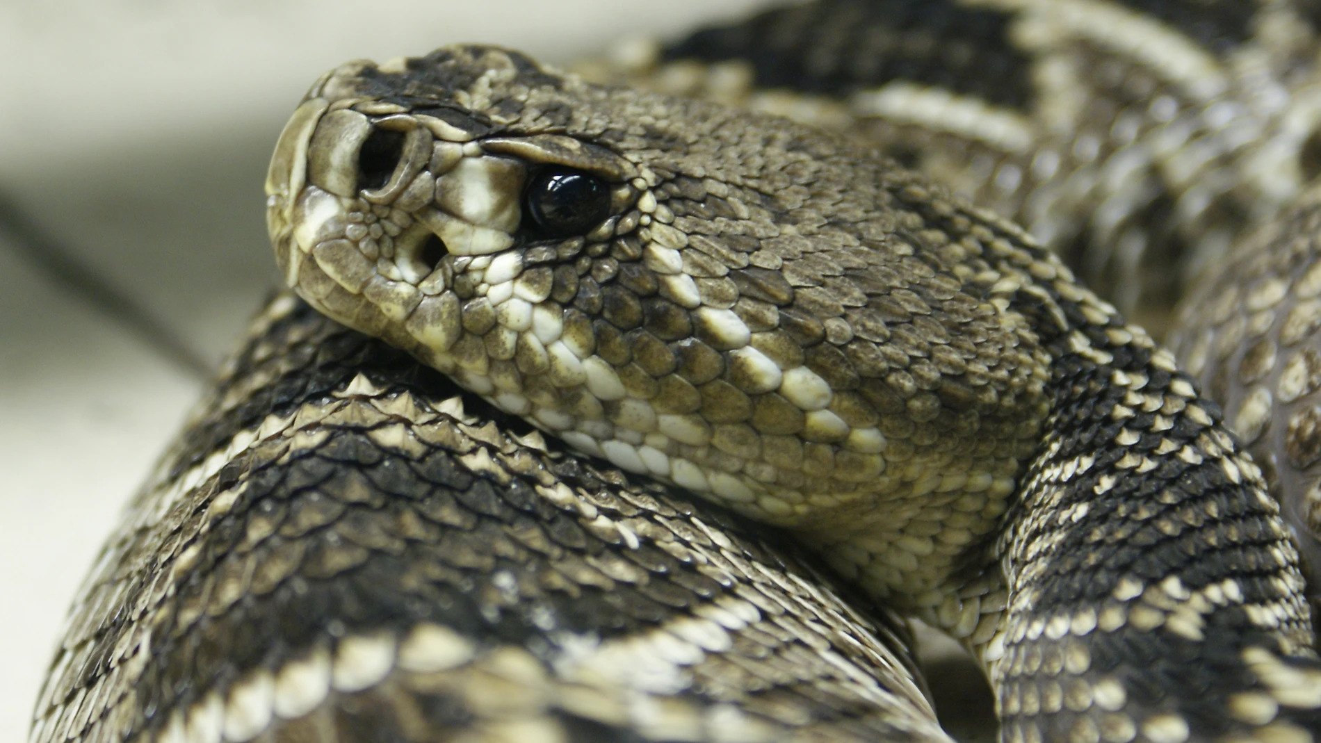 Imagen de archivo de una serpiente Imagen de archivo de una serpiente