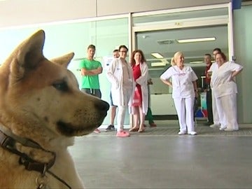 Frame 1.48626 de: Un perro de guardia en el Hospital general de Elda por su dueña Frame 1.48626 de: Un perro de guardia en el Hospital general de Elda por su dueña