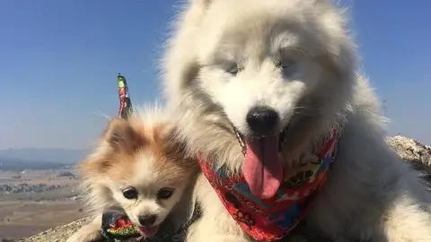 Hoshi y Zen Hoshi y Zen