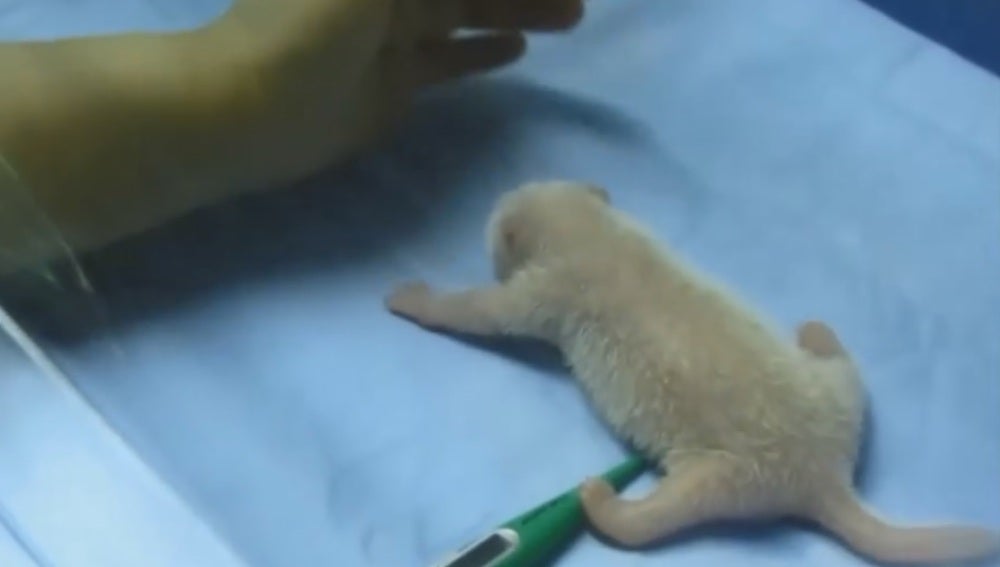 La osa panda recién nacida