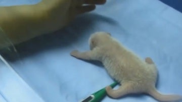 La osa panda recién nacida