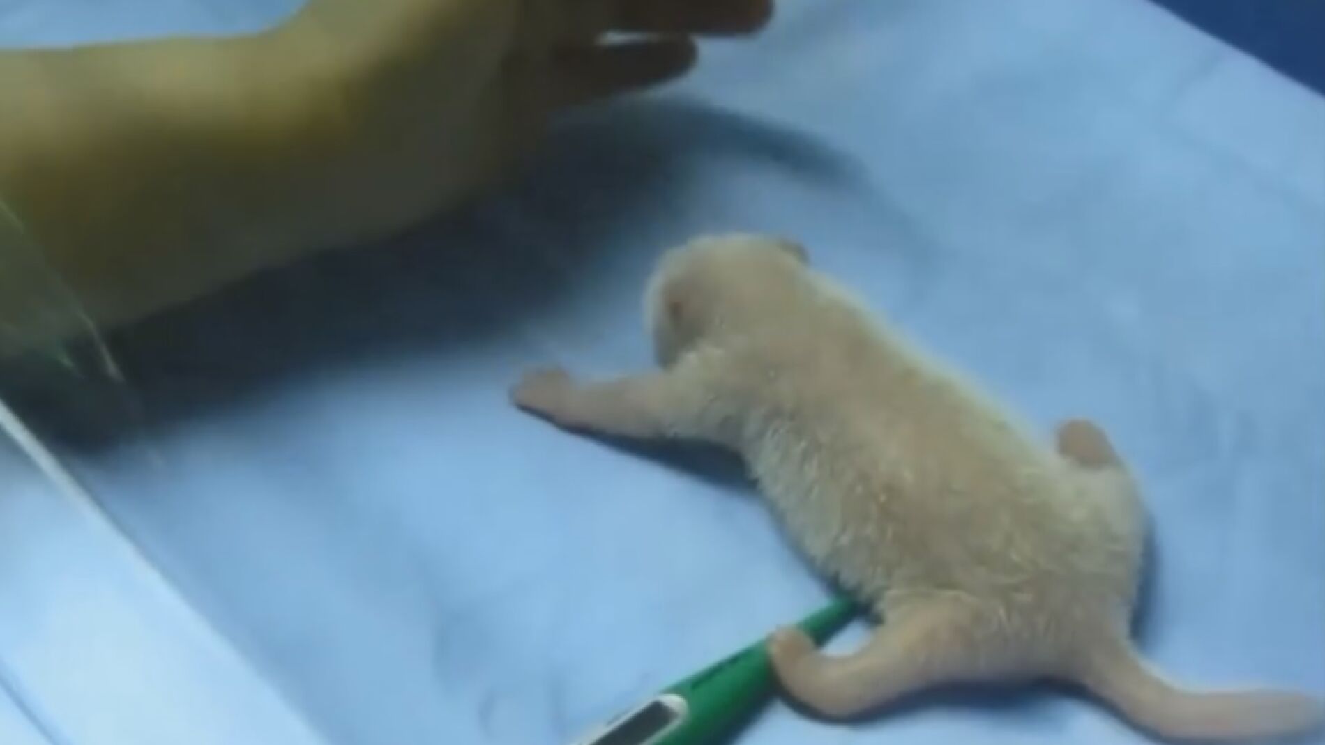 La osa panda reci&eacute;n nacida