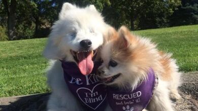 La mayor demostración de amistad entre un perro ciego y su guía, otro perro