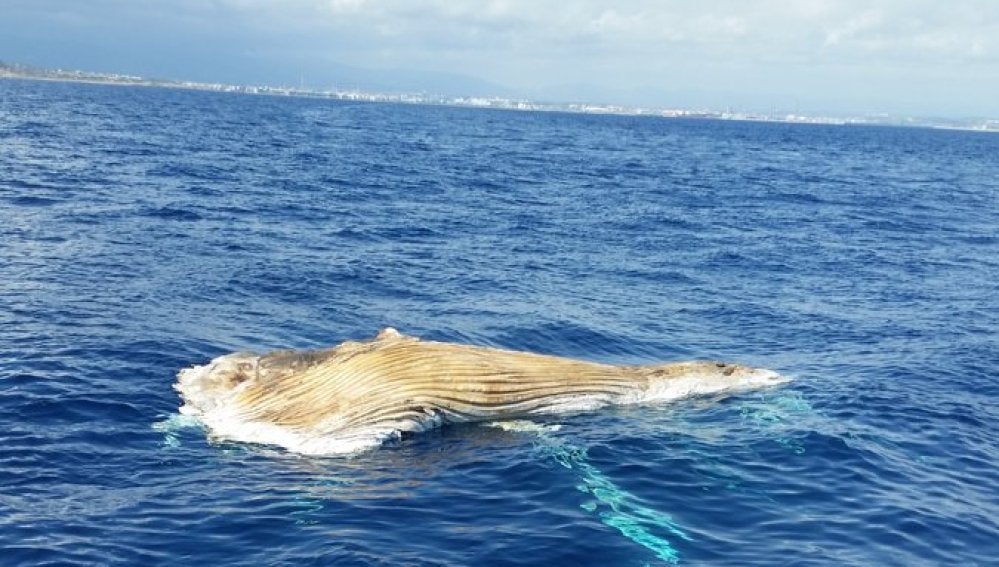 Cadáver de una ballena en Tarragona