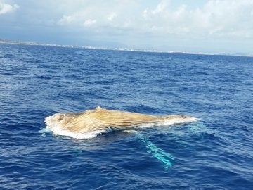 Cadáver de una ballena en Tarragona