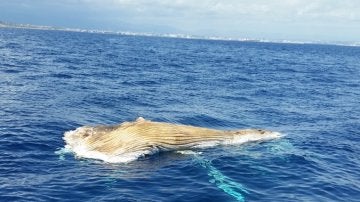 Cadáver de una ballena en Tarragona