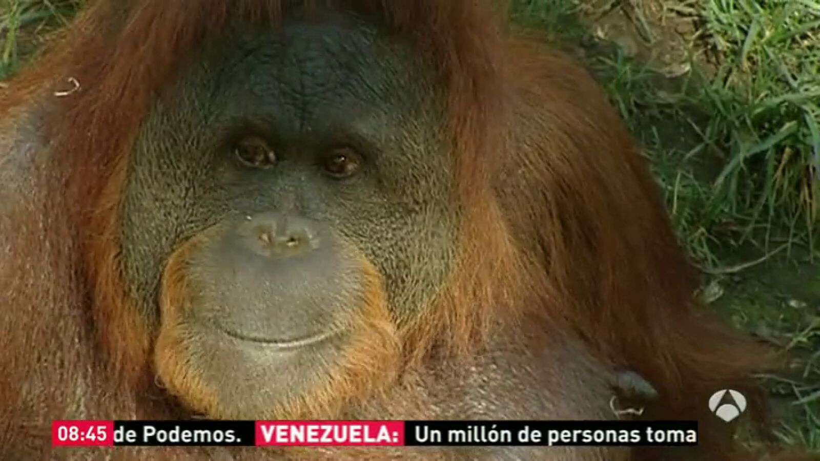 Rocky: El primer orangután en imitar los sonidos del habla humana está en un Zoo de Indianápolis