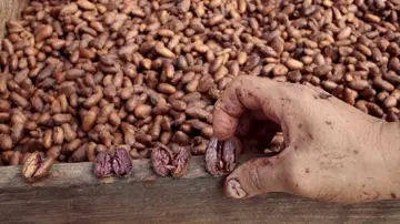 Un trabajador muestra los granos de cacao en el "Jorge Salazar" Cooperativa en la población de El Tule en Matagalpa, Nicaragua Un trabajador muestra los granos de cacao en el "Jorge Salazar" Cooperativa en la población de El Tule en Matagalpa, Nicaragua