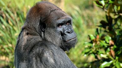 Los simios de un zoo de San Diego, primeros animales en recibir una vacuna contra el coronavirus específica