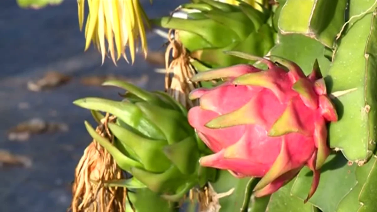 La pitaya, flor de una noche