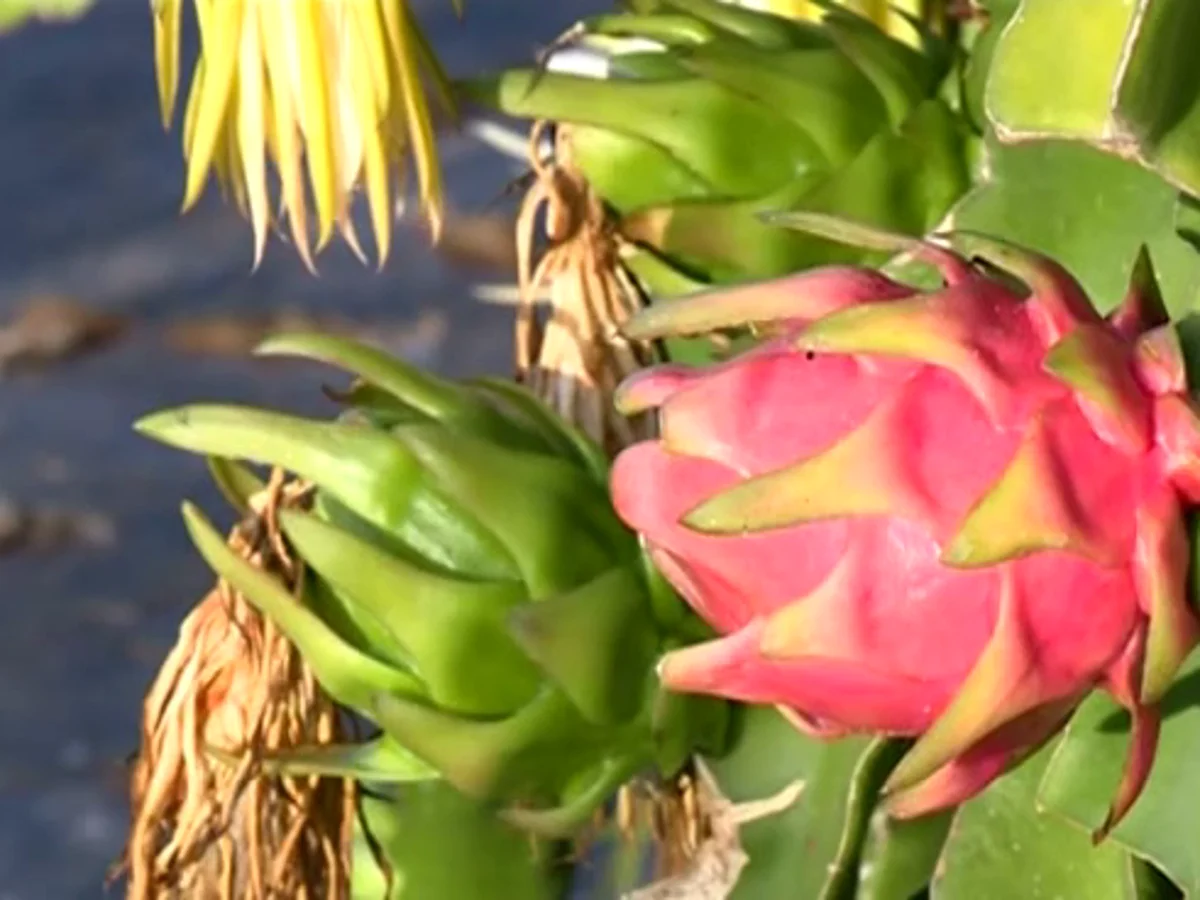 La pitaya, flor de una noche