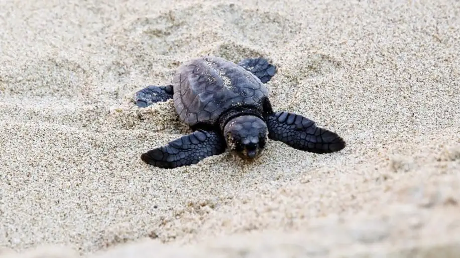 Nacen las primeras cr&iacute;as de tortuga boba del nido de una playa de Valencia 