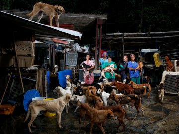 Crece el número de mascotas abandonadas en Venezuela por culpa de la crisis
