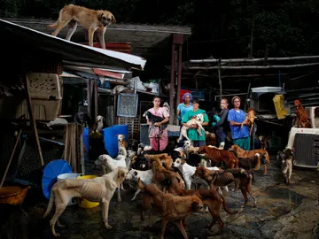 Crece el número de mascotas abandonadas en Venezuela por culpa de la crisis Crece el número de mascotas abandonadas en Venezuela por culpa de la crisis