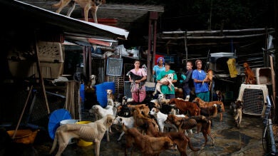 Activistas y veterinarios venezolanos advierten de un aumento del abandono de mascotas en un país azotado por la crisis
