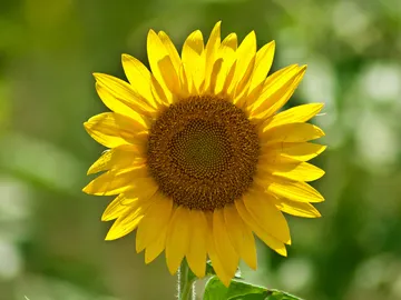 girasol girasol