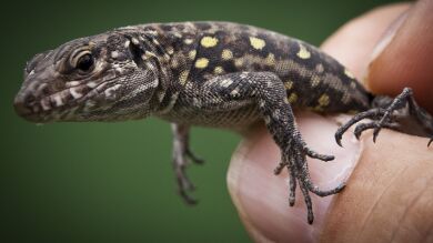 Nacen 99 crías de Lagarto Gigante en la isla de El Hierro