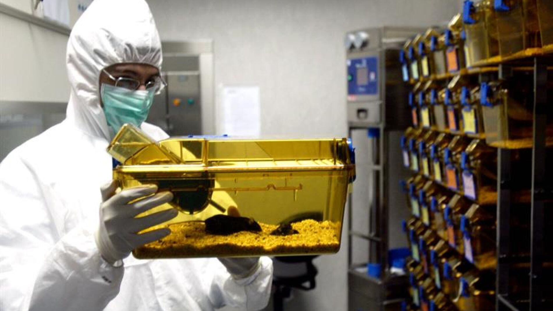 Estudio con ratones en la Universidad de Texas.