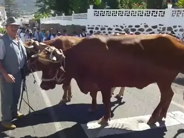 Frame 14.221464 de: Tres heridos por la estampida de dos bueyes en una romería Frame 14.221464 de: Tres heridos por la estampida de dos bueyes en una romería