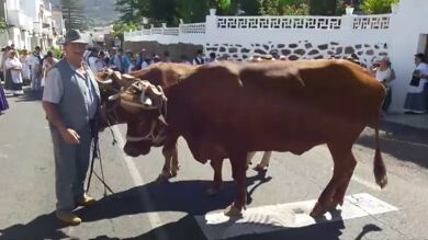 Tres heridos por la estampida de dos bueyes en una romería