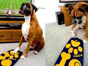 Mando a distancia para perros Mando a distancia para perros
