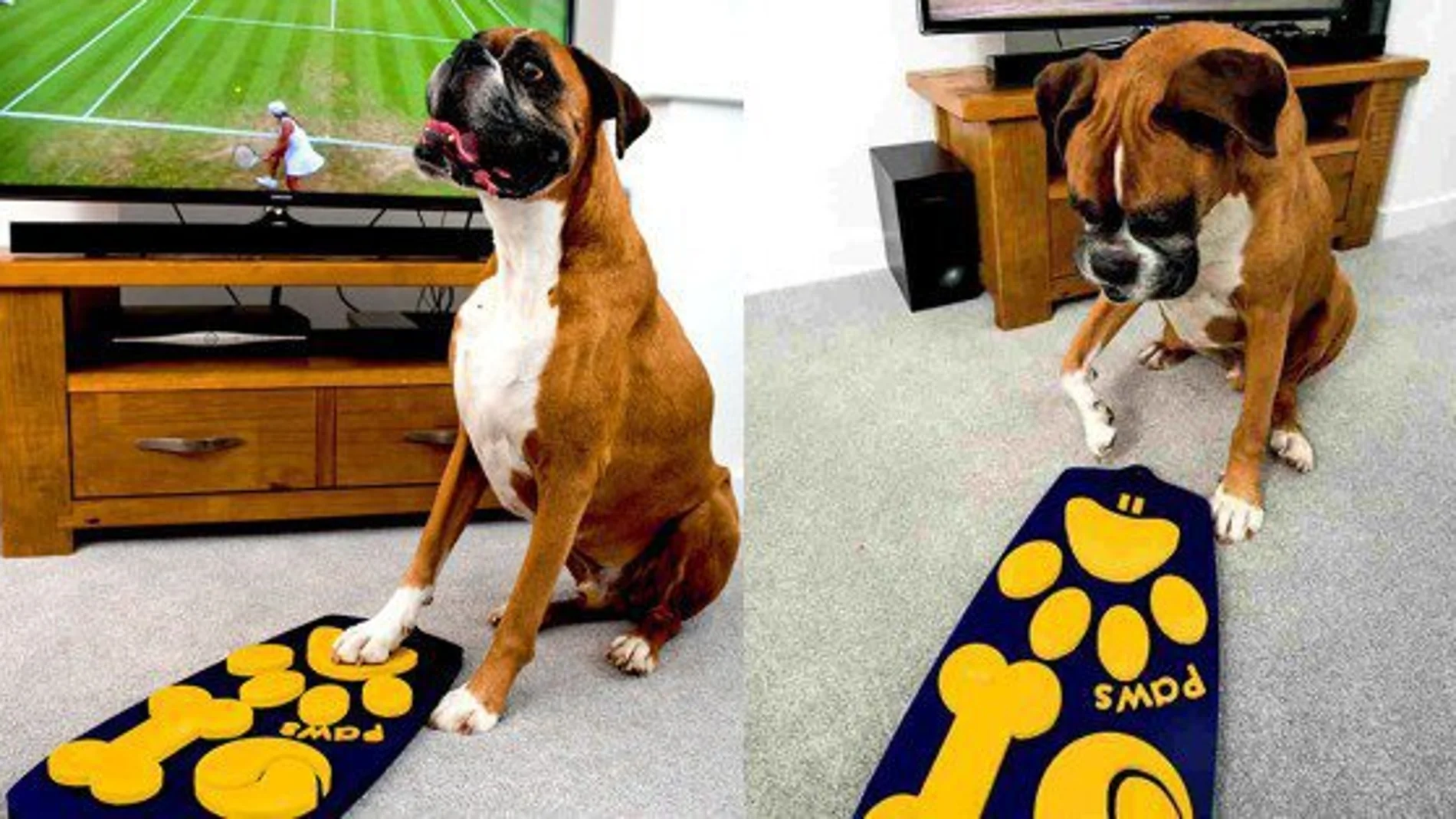 Mando a distancia para perros Mando a distancia para perros