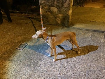 El perro asustado tras ser lanzado de un segundo piso