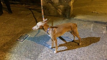 El perro asustado tras ser lanzado de un segundo piso