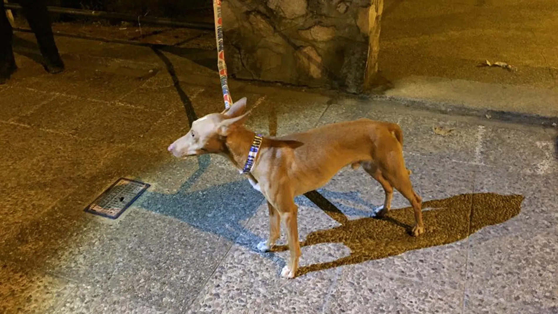 El perro asustado tras ser lanzado de un segundo piso El perro asustado tras ser lanzado de un segundo piso