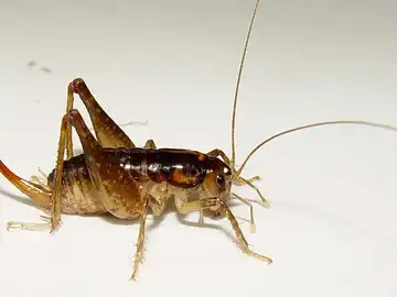 Insectos Insectos