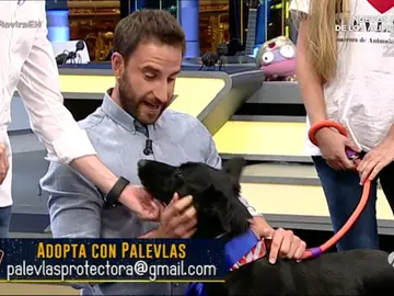 Frame 205.314538 de: Dani Rovira adopta a uno de los perretes de 'El Hormiguero 3.0' Frame 205.314538 de: Dani Rovira adopta a uno de los perretes de 'El Hormiguero 3.0'