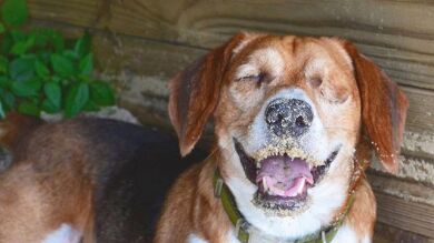 Shep, el perro ciego que ayuda con su familia a recaudar fondos para organizaciones benéficas