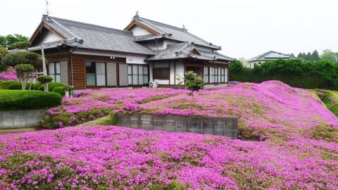 Así de increíble luce su casa tras haber plantado miles de flores