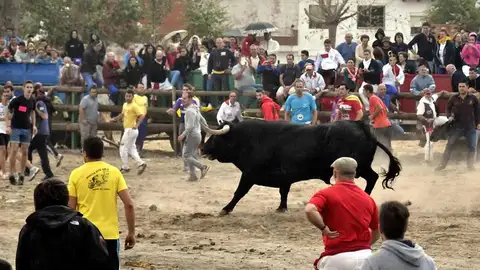 Fiestas del Toro de la Vega El morlaco de nombre "Pelado" protagoniza la celebración del Toro de la Peña, en Tordesillas (Valladolid), sustituto del prohibido Toro de la Vega