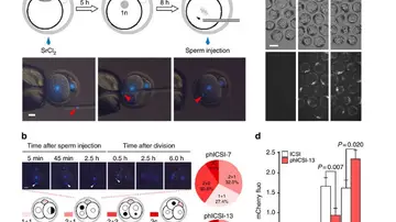 Cualquier célula en el cuerpo humano podría ser fertilizada por un espermatozoide Cualquier célula en el cuerpo humano podría ser fertilizada por un espermatozoide