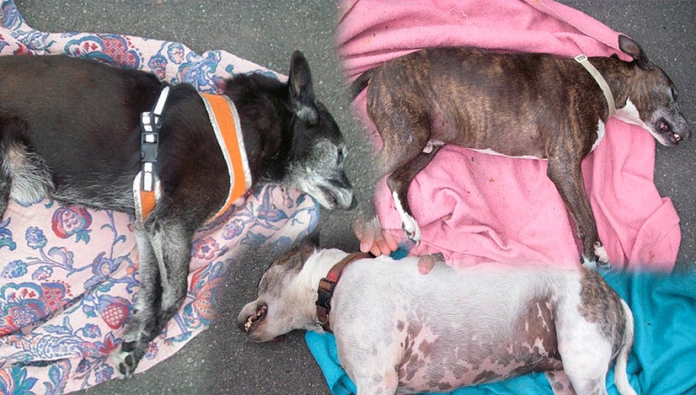 Perros muertos por un ataque de calor
